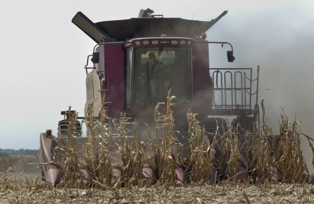 Harvest time